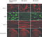 Prodynorphin antibody, A02529, Boster Biological Technology, Western Blot image 