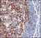Basic leucine zipper and W2 domain-containing protein 1 antibody, 252177, Abbiotec, Immunohistochemistry paraffin image 