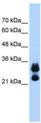 H12 antibody, TA339277, Origene, Western Blot image 