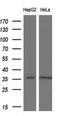 Pyrroline-5-Carboxylate Reductase 2 antibody, GTX83752, GeneTex, Western Blot image 