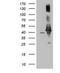 AHSA1 antibody, NBP2-46503, Novus Biologicals, Western Blot image 