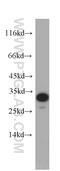 Pyrroline-5-Carboxylate Reductase 2 antibody, 55060-1-AP, Proteintech Group, Western Blot image 