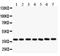 LIF Interleukin 6 Family Cytokine antibody, LS-C312718, Lifespan Biosciences, Western Blot image 