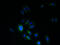 PMP-22 antibody, A60318-100, Epigentek, Immunofluorescence image 