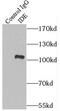 Insulin Degrading Enzyme antibody, FNab04116, FineTest, Immunoprecipitation image 