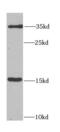 Heparin-binding growth factor 1 antibody, FNab03087, FineTest, Western Blot image 