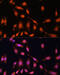 Lamin B1 antibody, 16-793, ProSci, Immunofluorescence image 
