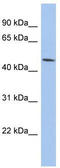 Prostaglandin E2 receptor EP3 subtype antibody, TA334749, Origene, Western Blot image 