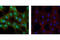 S-Phase Kinase Associated Protein 1 antibody, 2156P, Cell Signaling Technology, Immunofluorescence image 