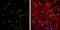Oligodendrocyte Transcription Factor 2 antibody, GTX132732, GeneTex, Immunofluorescence image 