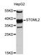 Stomatin-like protein 2 antibody, STJ25737, St John