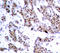 Myocyte Enhancer Factor 2A antibody, LS-C336041, Lifespan Biosciences, Immunohistochemistry frozen image 