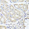 Optic atrophy 3 protein antibody, A06345, Boster Biological Technology, Immunohistochemistry frozen image 