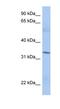 Mitochondrial Ribosomal Protein L15 antibody, NBP1-54662, Novus Biologicals, Western Blot image 