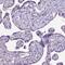 Cilia And Flagella Associated Protein 54 antibody, PA5-58969, Invitrogen Antibodies, Immunohistochemistry frozen image 