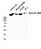 Ryanodine Receptor 2 antibody, A00155, Boster Biological Technology, Western Blot image 