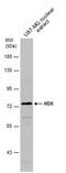 Highly divergent homeobox antibody, PA5-78636, Invitrogen Antibodies, Western Blot image 