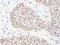 PHD Finger Protein 6 antibody, A301-452A, Bethyl Labs, Immunohistochemistry paraffin image 