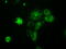 Nucleoside diphosphate kinase, mitochondrial antibody, TA501110, Origene, Immunofluorescence image 