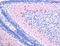Pleiotrophin antibody, PA5-32557, Invitrogen Antibodies, Immunohistochemistry frozen image 