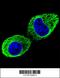 Tubulin Beta 2B Class IIb antibody, MBS9202349, MyBioSource, Immunofluorescence image 