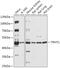 TRNA Nucleotidyl Transferase 1 antibody, 18-053, ProSci, Western Blot image 
