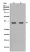 CEBPB antibody, M01100-1, Boster Biological Technology, Western Blot image 