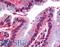 GP160 antibody, LS-A543, Lifespan Biosciences, Immunohistochemistry paraffin image 
