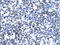 Chorion-specific transcription factor GCMa antibody, 31-199, ProSci, Immunohistochemistry frozen image 