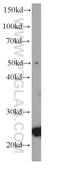 Caveolin 1 antibody, 66067-1-Ig, Proteintech Group, Western Blot image 