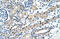Immunoglobulin Superfamily Member 1 antibody, ARP41953_T100, Aviva Systems Biology, Immunohistochemistry frozen image 