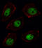 Sorbin and SH3 domain-containing protein 2 antibody, LS-C156461, Lifespan Biosciences, Immunofluorescence image 