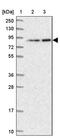 Ankyrin repeat and SAM domain-containing protein 3 antibody, PA5-59558, Invitrogen Antibodies, Western Blot image 