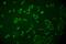Deoxycytidine Kinase antibody, M01655, Boster Biological Technology, Immunofluorescence image 