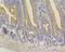 Syntrophin Alpha 1 antibody, NBP2-76874, Novus Biologicals, Immunohistochemistry frozen image 