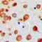 Bone Morphogenetic Protein 7 antibody, LS-C351877, Lifespan Biosciences, Immunohistochemistry paraffin image 