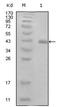 Protein E7 antibody, AM06265SU-N, Origene, Western Blot image 