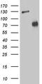 Zinc Finger Protein 572 antibody, LS-C796041, Lifespan Biosciences, Western Blot image 