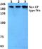 Sodium Voltage-Gated Channel Alpha Subunit 4 antibody, PA5-36989, Invitrogen Antibodies, Western Blot image 