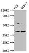 Polycomb Group Ring Finger 6 antibody, LS-C681013, Lifespan Biosciences, Western Blot image 