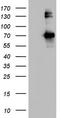 Gp110 antibody, CF803039, Origene, Western Blot image 