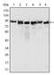 MutL Homolog 1 antibody, AM06257SU-N, Origene, Western Blot image 