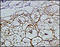 Follicle Stimulating Hormone Receptor antibody, 251368, Abbiotec, Immunohistochemistry paraffin image 