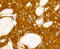 Metabotropic glutamate receptor 5 antibody, 13-844, ProSci, Immunohistochemistry frozen image 