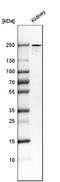Phospholipase A2 Receptor 1 antibody, AMAb90772, Atlas Antibodies, Western Blot image 