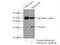 Histone H1.0 antibody, 18201-1-AP, Proteintech Group, Immunoprecipitation image 
