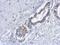 EMAP Like 2 antibody, NBP2-16329, Novus Biologicals, Immunohistochemistry frozen image 