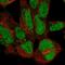 Zinc finger protein 143 antibody, PA5-67364, Invitrogen Antibodies, Immunofluorescence image 