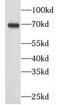 Gigaxonin antibody, FNab03339, FineTest, Western Blot image 