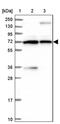 Protein Disulfide Isomerase Like, Testis Expressed antibody, PA5-59782, Invitrogen Antibodies, Western Blot image 